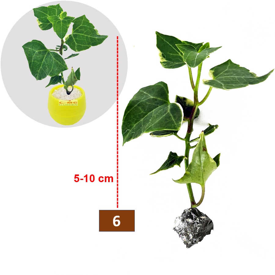 Tanaman Hias Sukulen Sekulen Mini Succulent Kaktus