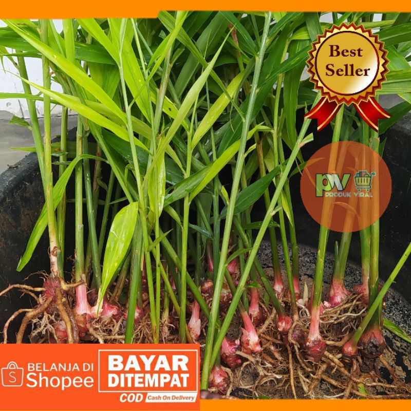 Bibit Jahe Merah Super Siap Tanam