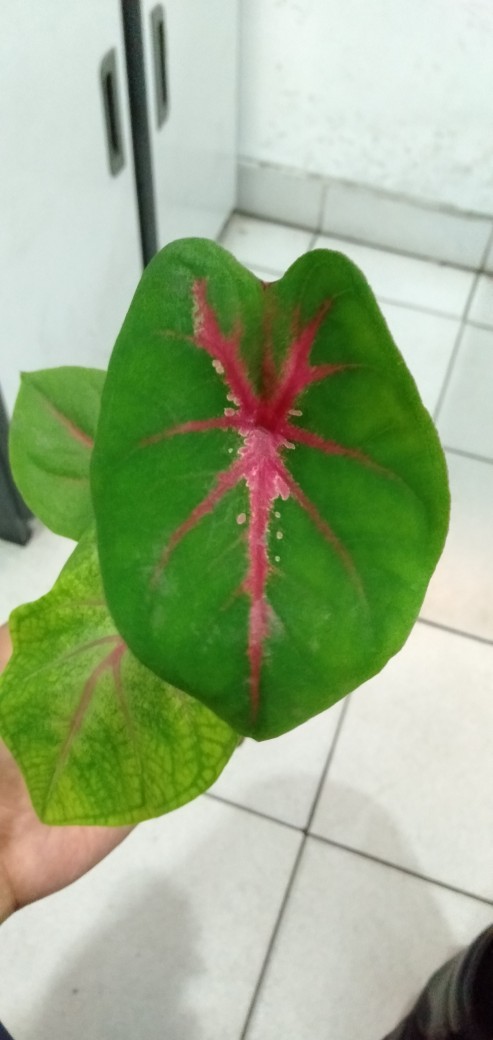 Keladi Joker / Keladi Hias Murah