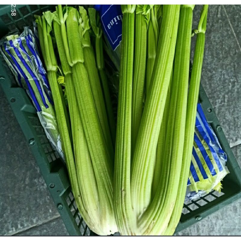 

SELEDRY CELERY IMPORT MURAH CUCI LEMAK MENURUNKAN KOLESTROL