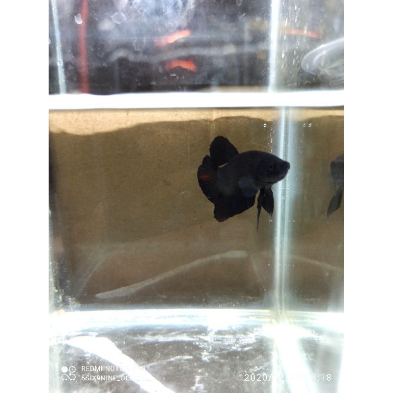 Cupang Avatar Gordon