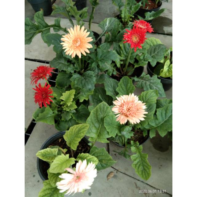 Tanaman Gerbera atau herbras