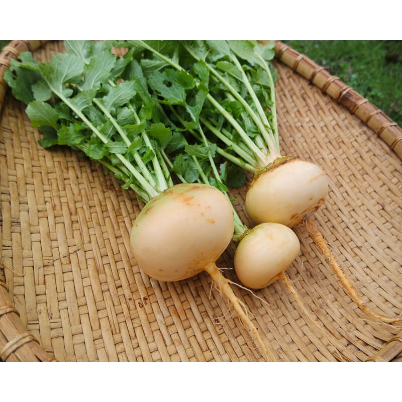 BENIH LOBAK TURNIP PETROWSKI 25 BIJI bibit sayur buah lobak akar bit import F1 import fothergills