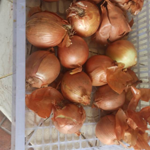 

Bawang bombay import