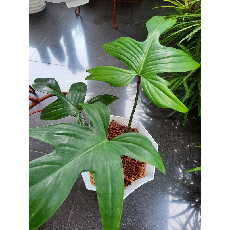 Philodendron Florida Ghost