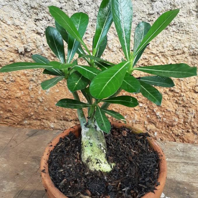 Pohon Bonsai Adenium-Bibit Pohon Bonsai Adenium Kamboja Jepang
