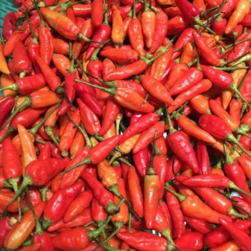 

cabai rawit merah