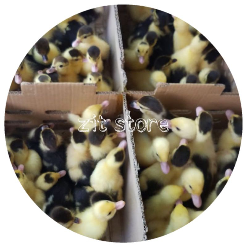 entok - anak entok - bebek entok - bebek entog - minti