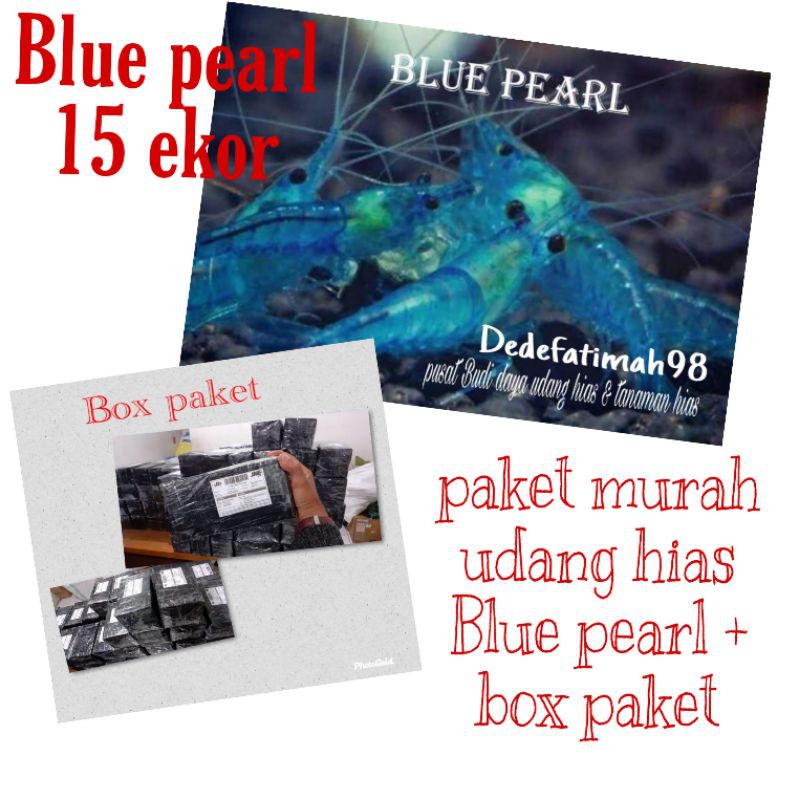 paket murah udang hias blue pearl + box paket