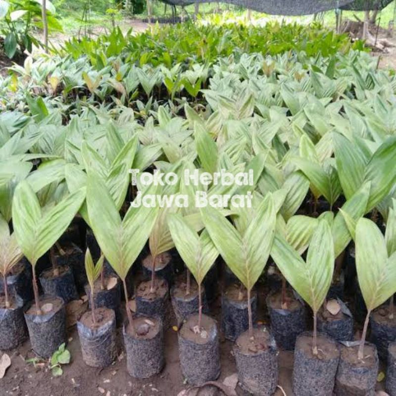 Bibit tanaman salak pondoh super