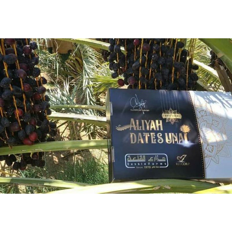 

Kurma Ajwa Aliyah Unai Grade A++ Original 1kg