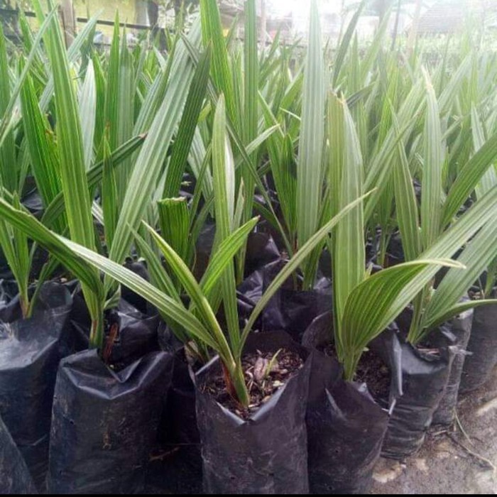 Murah Bibit Tanaman Kurma Tropis Super Unggul