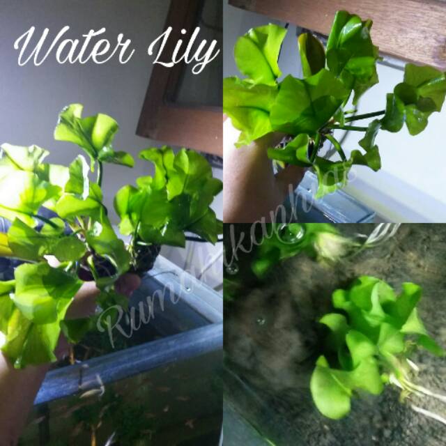 Tanaman aquascape Water Lily