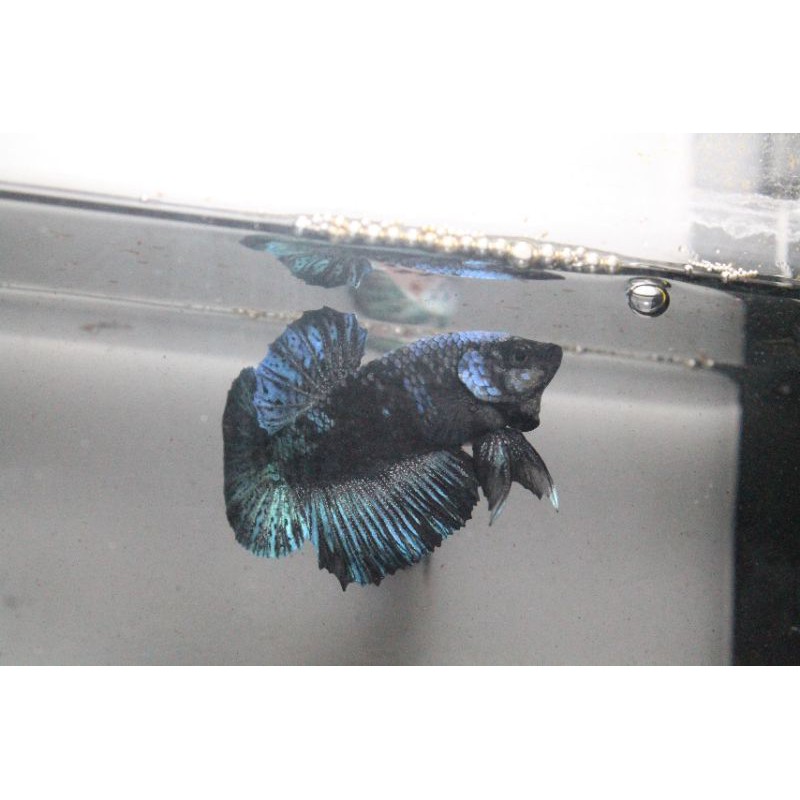 ikan cupang indukan top gred