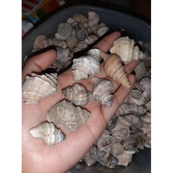 cangkang kelomang campur size xs s m l xl isi 300pcs termurah