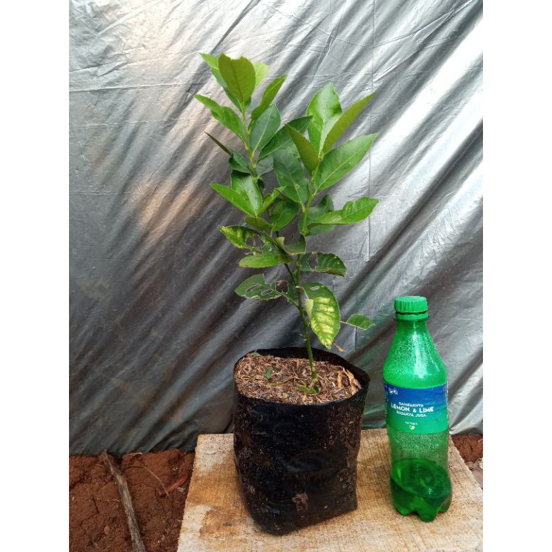 bibit jeruk lemon lokal dan california