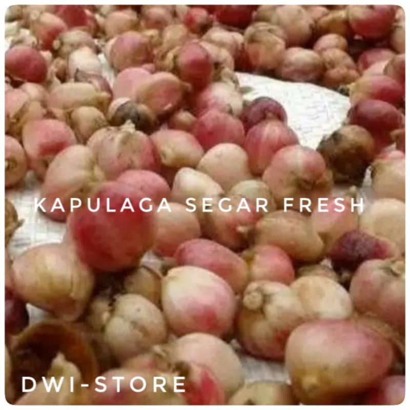 

Kapulaga Kapolaga Seger Kapulaga Fresh