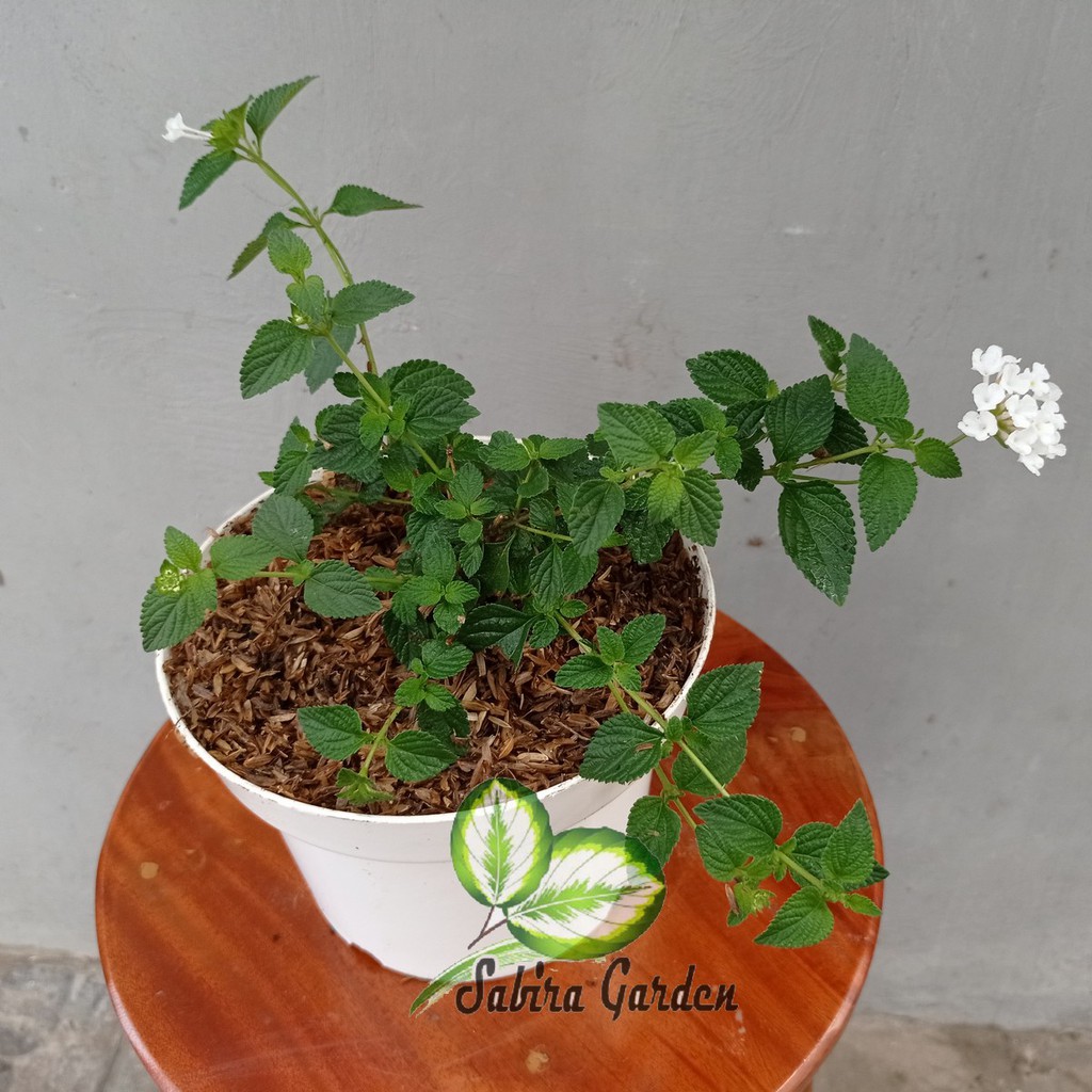 Tanaman hias Lantana bunga putih - Lantana bandana white