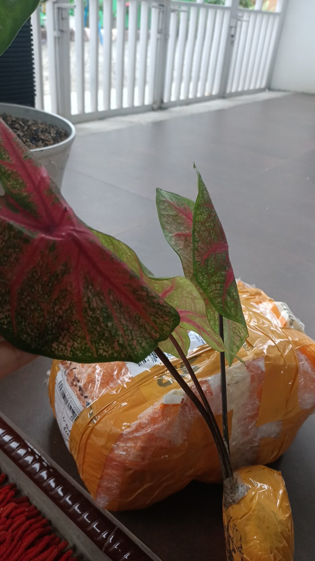 Keladi Urat Merah / Keladi Fanny Munson/ Keladi Brandy Wine