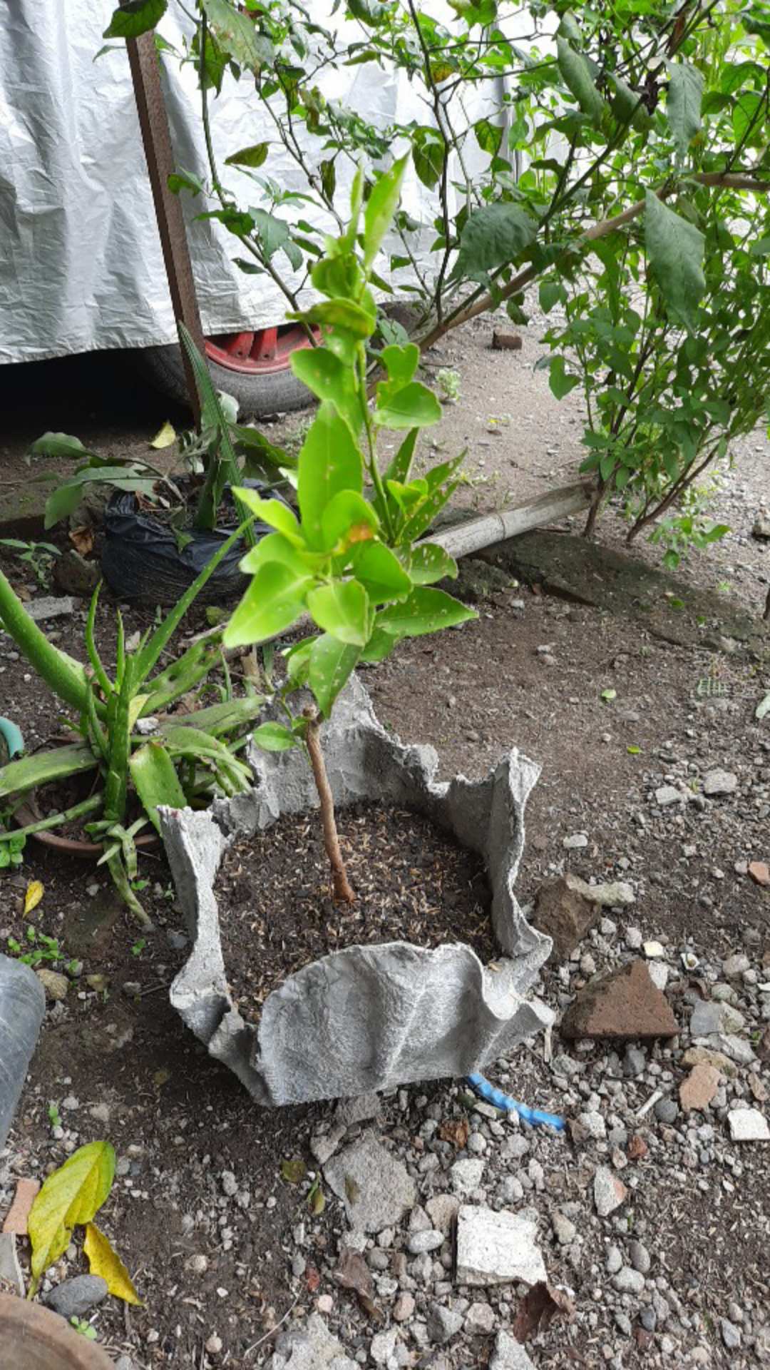 Beli 2 Gratis 1 Bibit Buah Jeruk Santang Madu Super