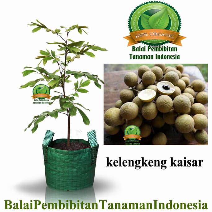 w4ge bibit kelengkeng kaisar / bibit buah / tanaman terkini