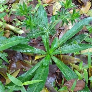 Daun Walang Sangit 1Kg - walang cina umpan mancing