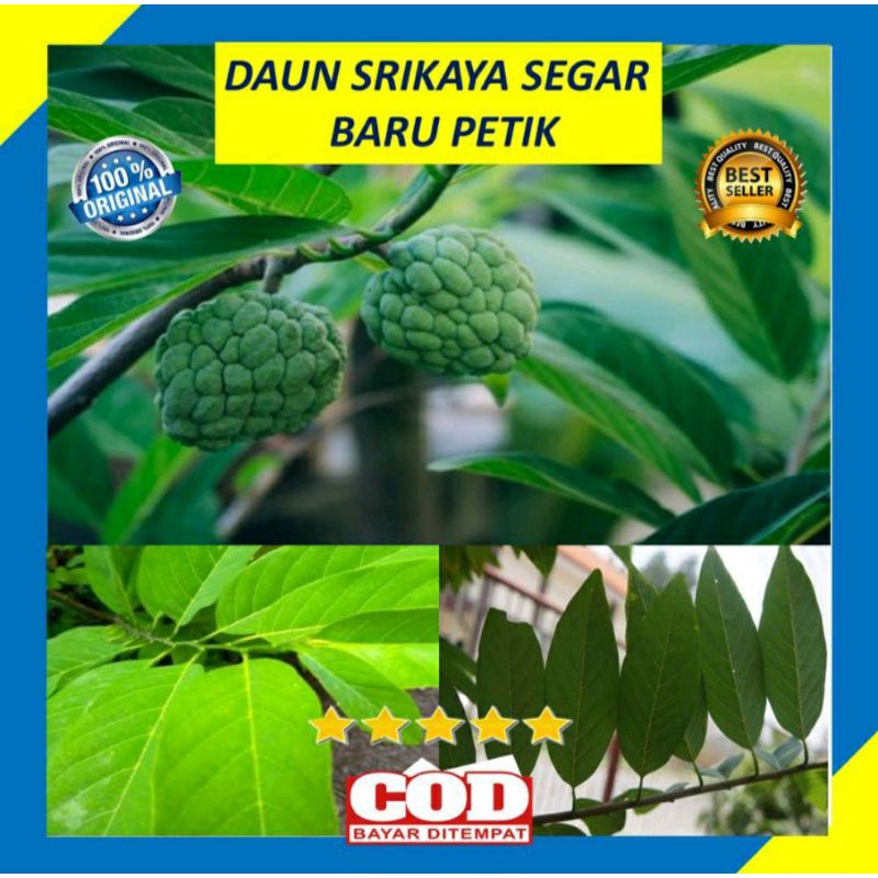 

DAUN SRIKAYA SEGAR BARU PETIK 1000 GRAM (PREMIUM QUALITY)
