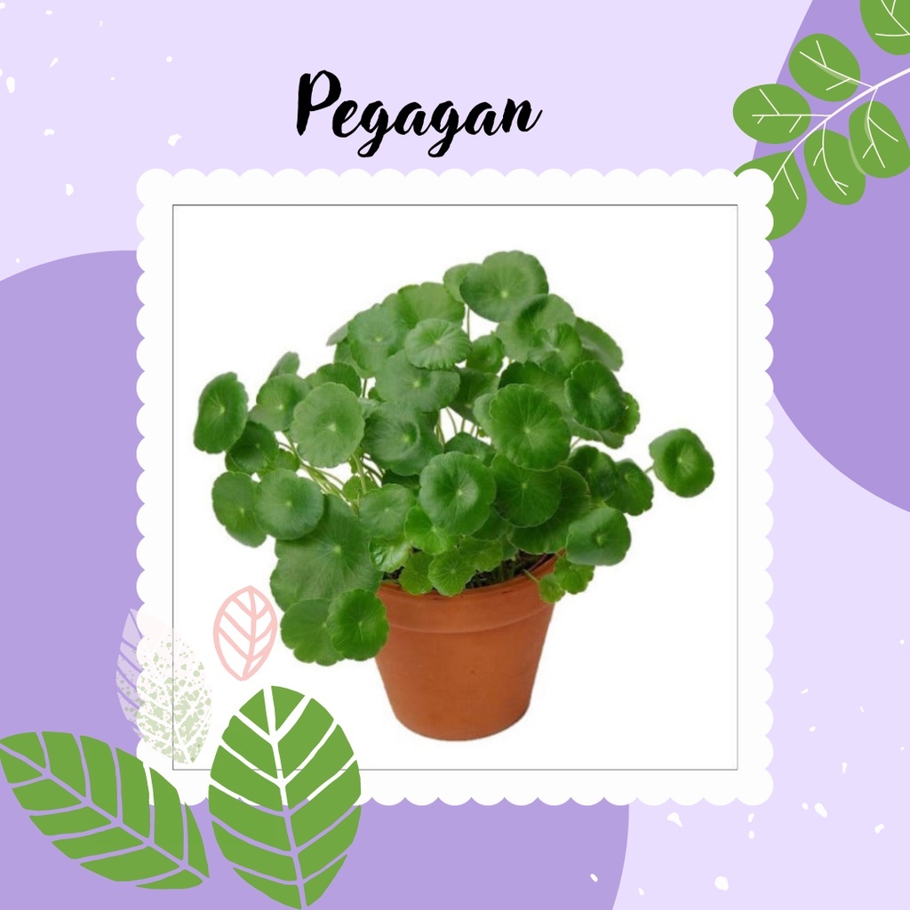 Daun Pegagan Tanaman Hias Pegagan Air Daun Pegagan