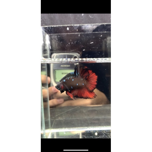 Ikan Cupang Bonsai Avatar Vampire