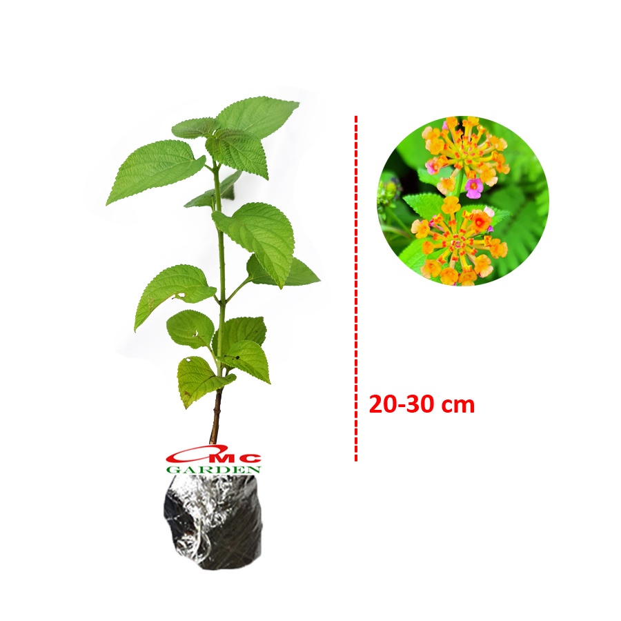 Lantana Camara Tembelekan Orange Pink Bibit Pohon Berakar Bonsai Tanaman Hias 2030