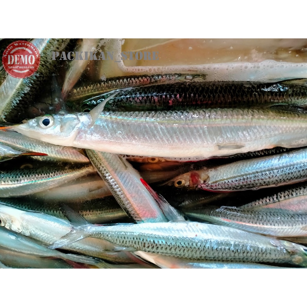 

Ikan Segar Julung Julung 1 kg