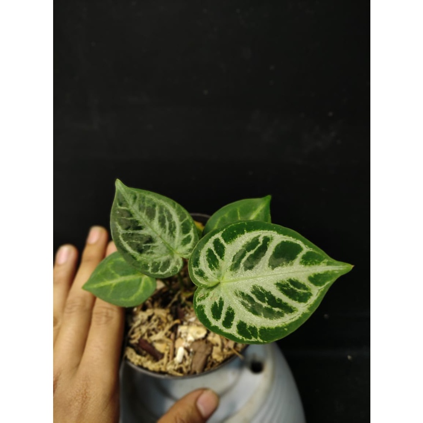 ANTHURIUM DORAYAKI SILVER