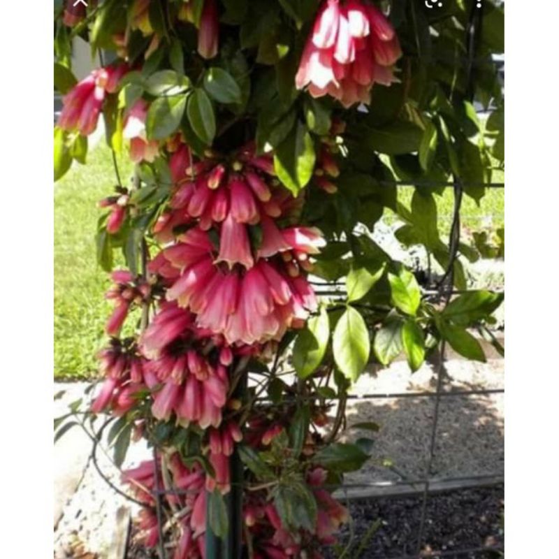 Bibit Bunga Tecomanthe Bunga Vegetasi Lebah