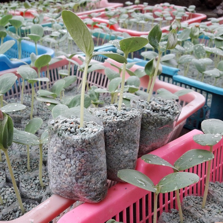 Plastik Polybag Untuk Benih Tanaman Merk JEMPOL