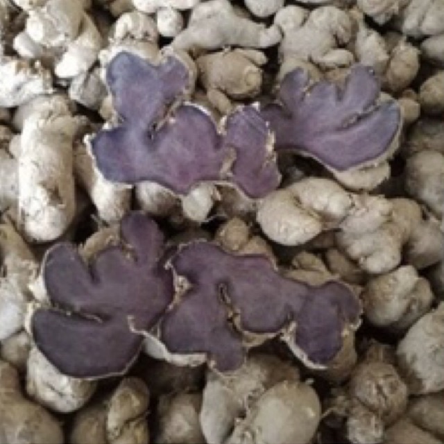 

KUNYIT HITAM KAEMFERIA PARVIFLORA 1kg