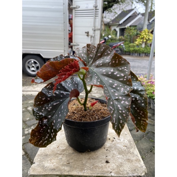 Tanaman Hias Daun Begonia Polkadot Mocca - Begonia Daun Polkadot