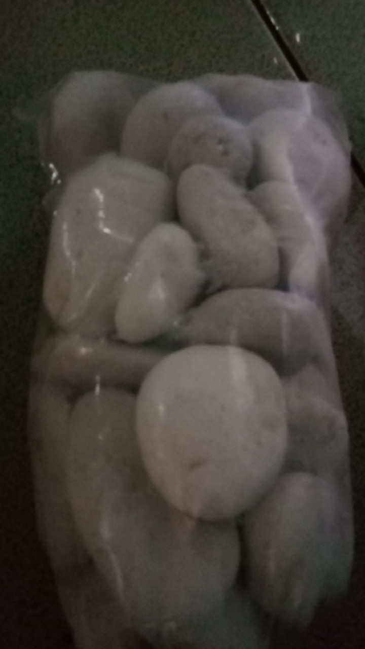 Batu Koral Kupang Putih Batu Hias Batu Alam