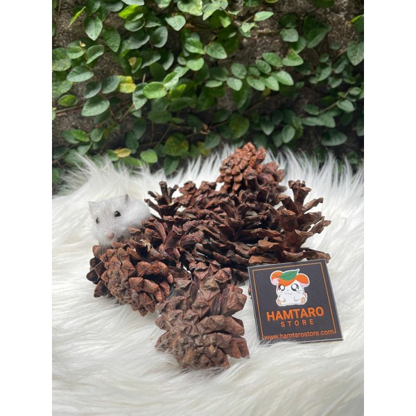 Dried Pine , Pinus Kering Gigitan Hamster / dekorasi kadang hamster