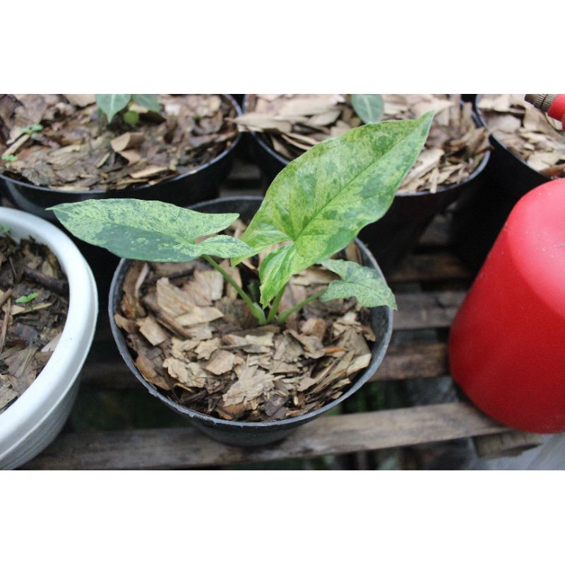 syngonium mojito