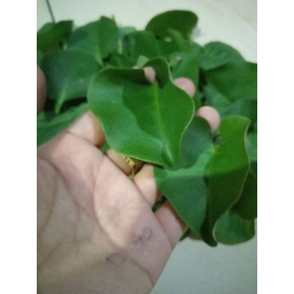 

Daun Binahong segar sayuran daun segar