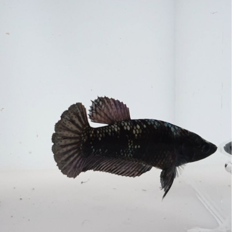 (SESUAI FOTO) Cupang Avatar cooper rintik