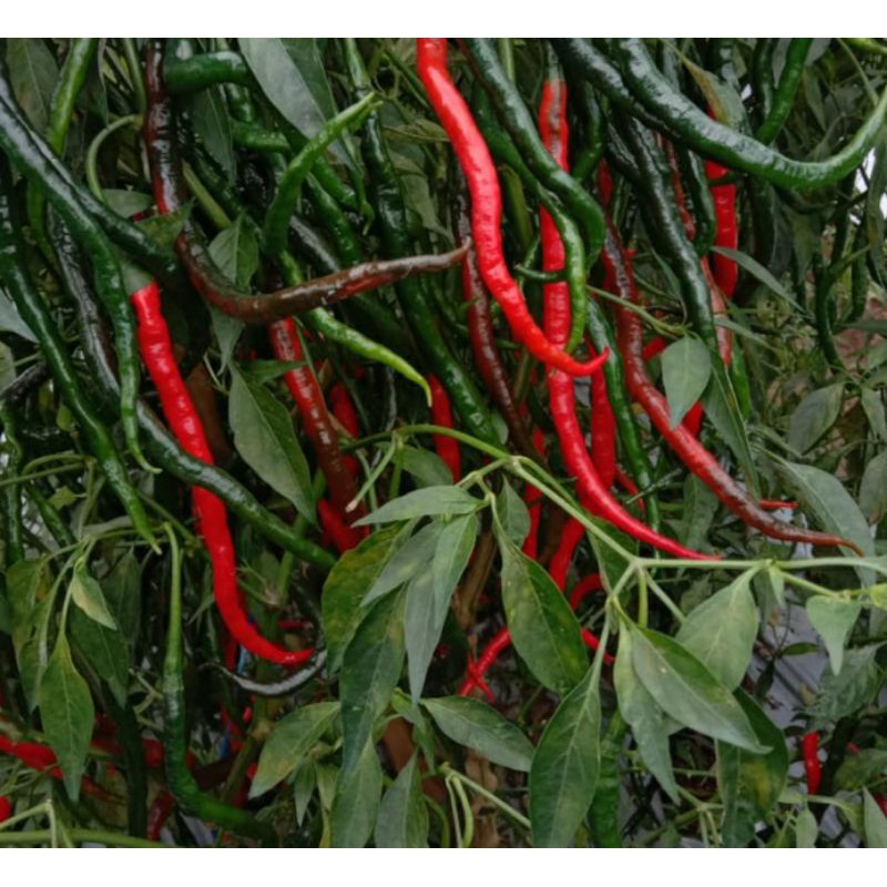 ID BENIH CABE UNGGUL LOCKER (BISA COD)