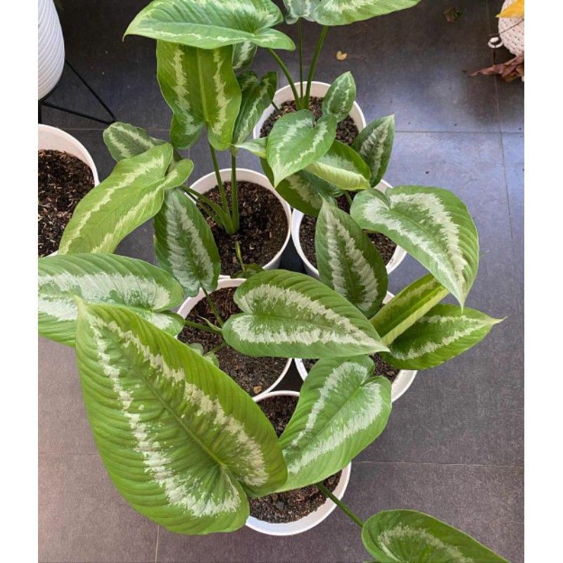 andromeda | homalomena andromeda | Tanaman Hias Hidup