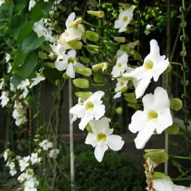 Tanaman rambat tumbergia