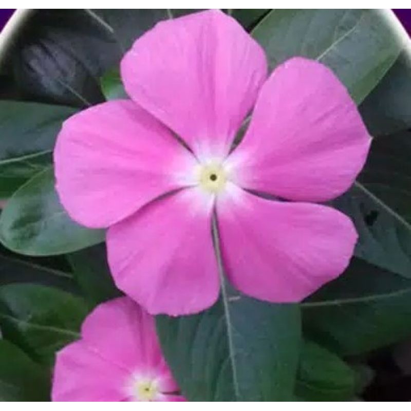 Jual Benih Bunga Vinca Gantung Murah