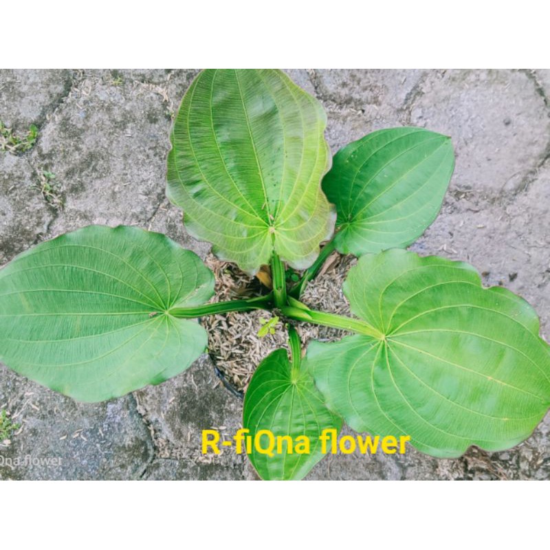 tanaman hias melati air/tanaman air/tanaman hidup