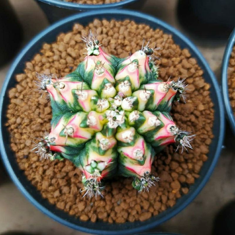 Mihanovichii multicolour