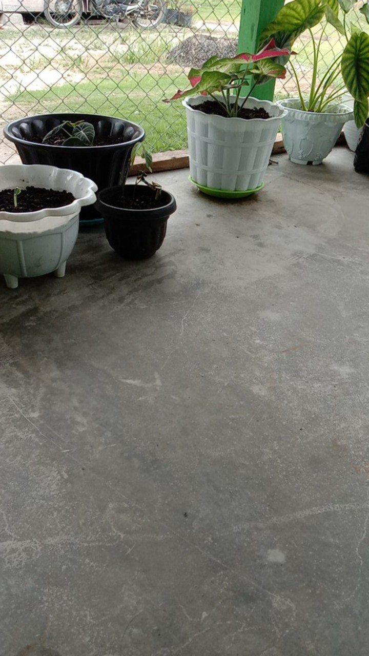 Kemeja Batik Cendrawasi Sogan M L Xl Xxl Terbaru Termurah Terviral Berkualitas Terlaris