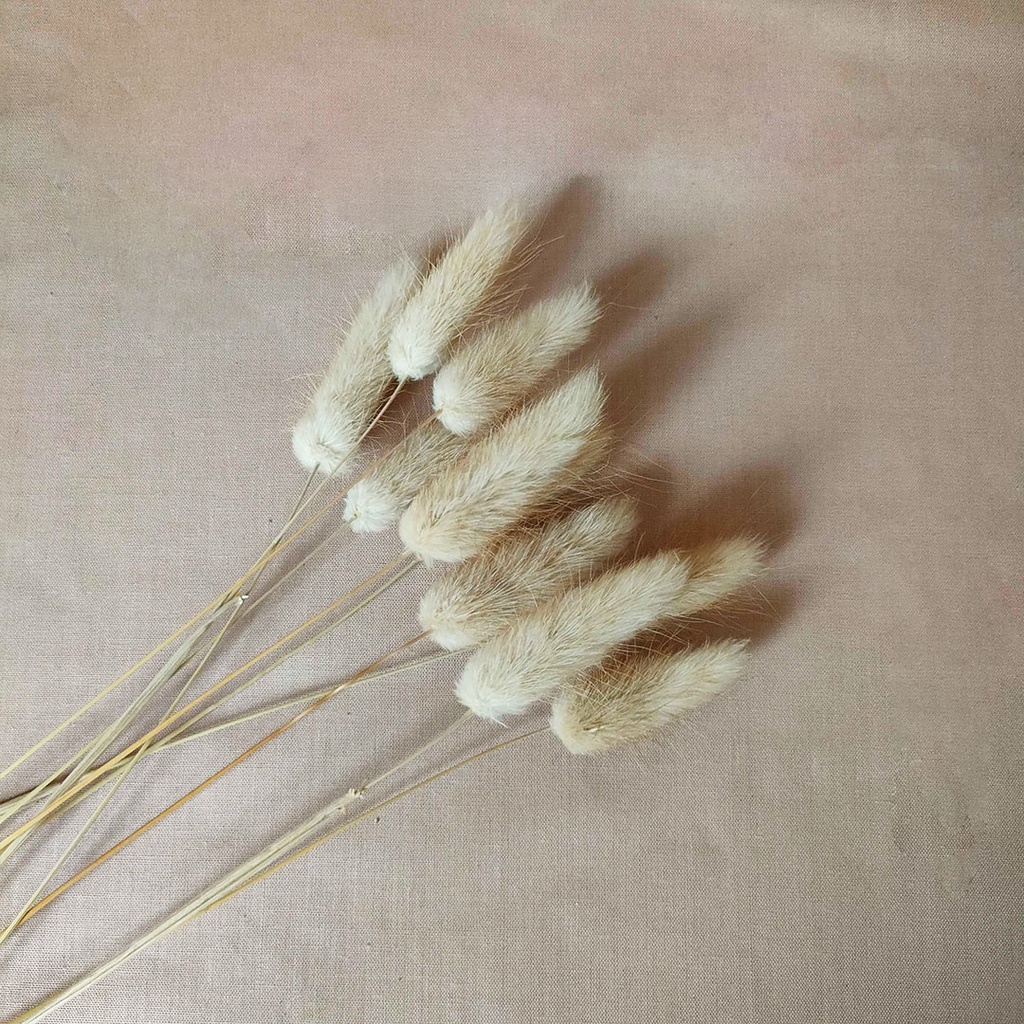 Dried Flower Lavender Lagurus Wheat Bunga Kering Asli Import Dekorasi Hias Buket Bunga