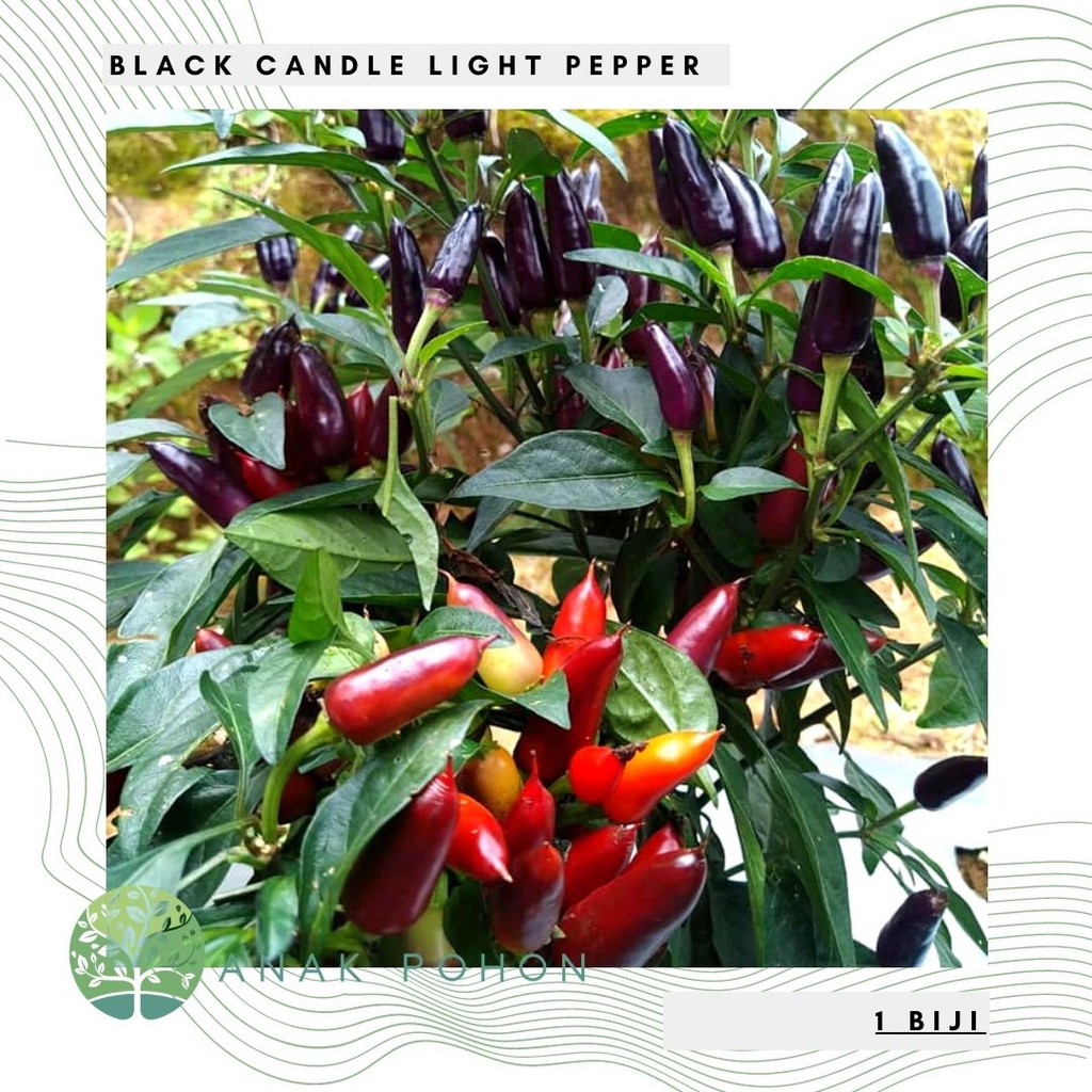 Benih Bibit Biji - Cabai Black Candle Light Pepper Seeds - Buah Mentah Hitam - Matang Merah